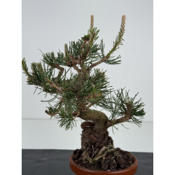 Pinus thunbergii -pino negro japonés- I-8537 vista 2