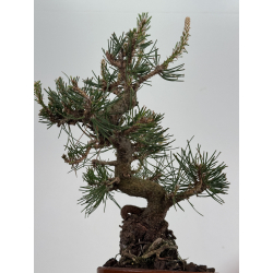 Pinus thunbergii -pino negro japonés- I-8537 vista 3