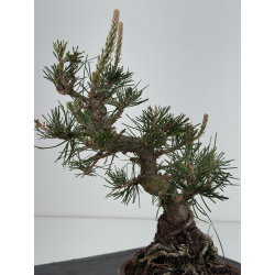 Pinus thunbergii  I-8537 view 4