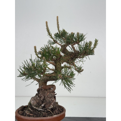 Pinus thunbergii -pino negro japonés- I-8537 vista 5