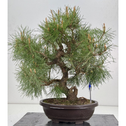 Pinus sylvestris I-8538