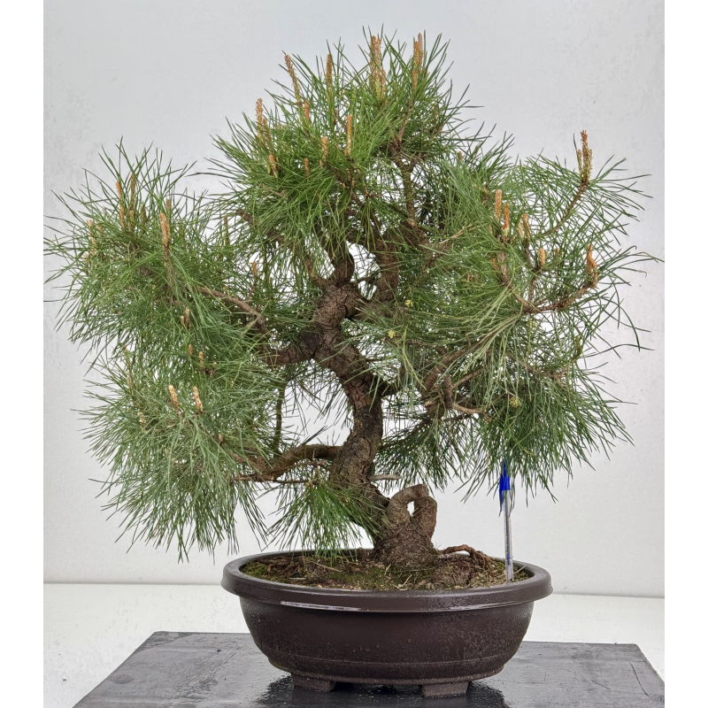 Pinus sylvestris -pino s- europeo- I-8538