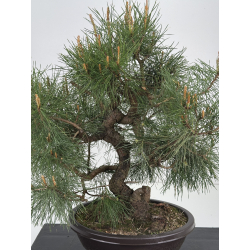 Pinus sylvestris -pino s- europeo- I-8538 vista 2