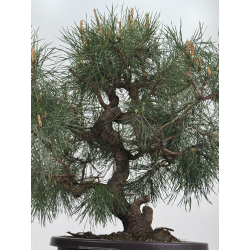 Pinus sylvestris I-8538 view 3