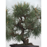 Pinus sylvestris -pino s- europeo- I-8538 vista 3