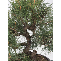 Pinus sylvestris -pino s- europeo- I-8538 vista 4