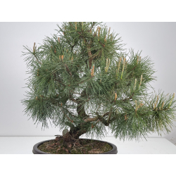 Pinus sylvestris I-8538 view 5