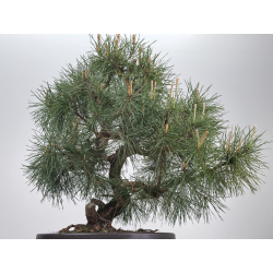 Pinus sylvestris I-8538 view 6