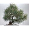Pinus sylvestris I-8538 view 6