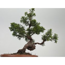 Juniperus chinensis itoigawa I-8539 view 2