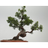Juniperus chinensis itoigawa I-8539 view 2