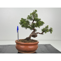 Juniperus chinensis itoigawa I-8539
