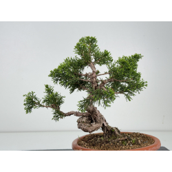 Juniperus chinensis itoigawa I-8539 view 3