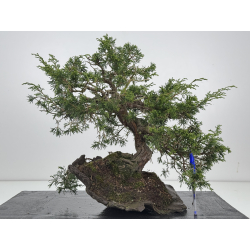 Juniperus chinensis itoigawa I-8540