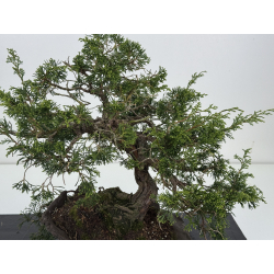 Juniperus chinensis itoigawa I-8540 view 2