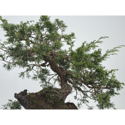 Juniperus chinensis itoigawa I-8540 view 3