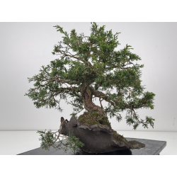 Juniperus chinensis itoigawa I-8540 view 4
