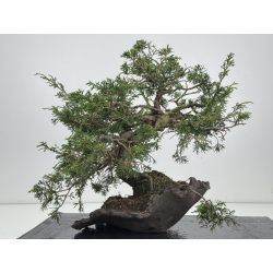 Juniperus chinensis itoigawa I-8540 view 5