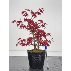 Acer palmatum deshojo I-8541
