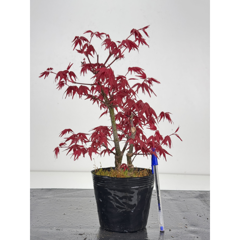 Acer palmatum deshojo I-8541