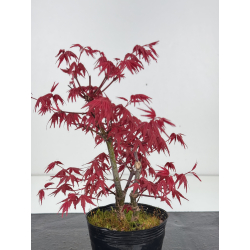 Acer palmatum deshojo I-8541 vista 2