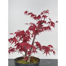 Acer palmatum deshojo I-8541 vista 3
