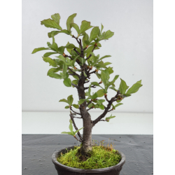 Pourthiaea villosa I-8542 view 2