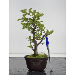 Pourthiaea villosa I-8542