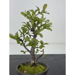 Pourthiaea villosa I-8542 view 3