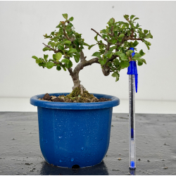 Chaenomeles chojubai I-8544