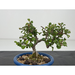 Chaenomeles chojubai I-8544 view 2