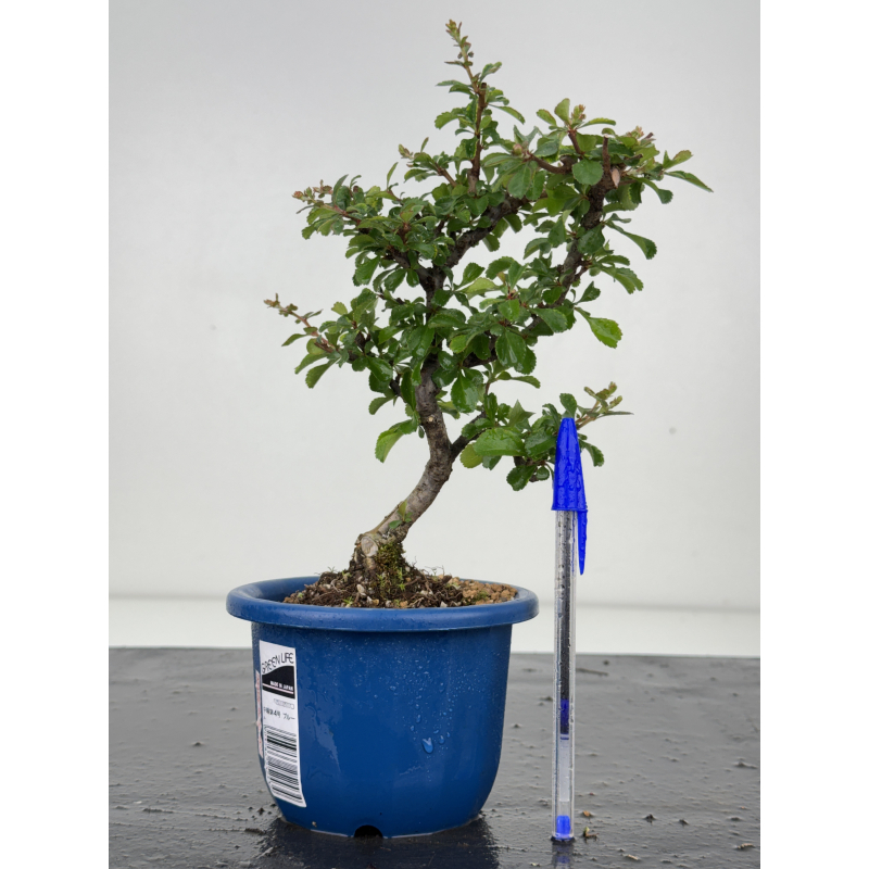 Chaenomeles chojubai I-8545