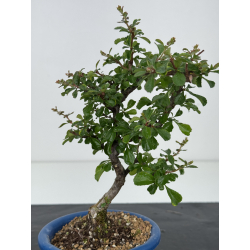 Chaenomeles chojubai I-8545 view 2