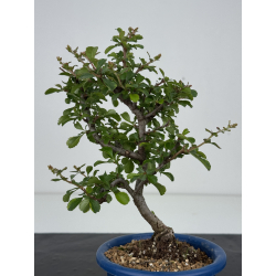 Chaenomeles chojubai I-8545 view 3