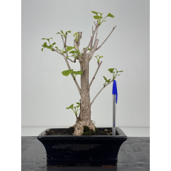 Ginkgo biloba I-8546