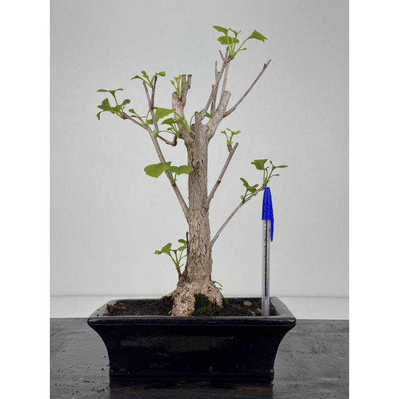 Ginkgo biloba I-8546