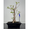 Ginkgo biloba I-8546