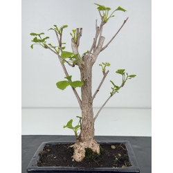Ginkgo biloba I-8546 view 2