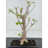 Ginkgo biloba I-8546 view 2