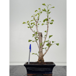 Ginkgo biloba I-8547