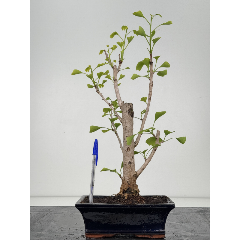 Ginkgo biloba I-8547
