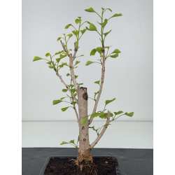 Ginkgo biloba I-8547 view 2
