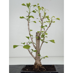 Ginkgo biloba I-8547 view 3