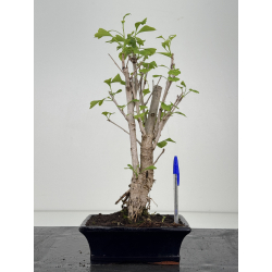 Ginkgo biloba I-8548