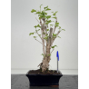 Ginkgo biloba I-8548