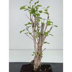 Ginkgo biloba I-8548 view 2