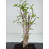 Ginkgo biloba I-8548 view 2