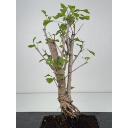 Ginkgo biloba I-8548 view 3