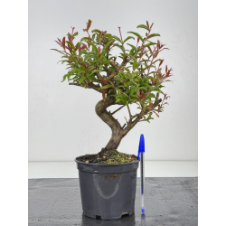 Punica granatum nejikan I-8551