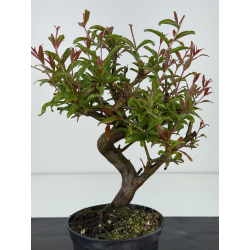 Punica granatum -granado- nejikan I-8551 vista 2